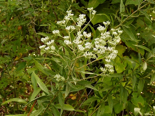 {Eupatorium altissimum}